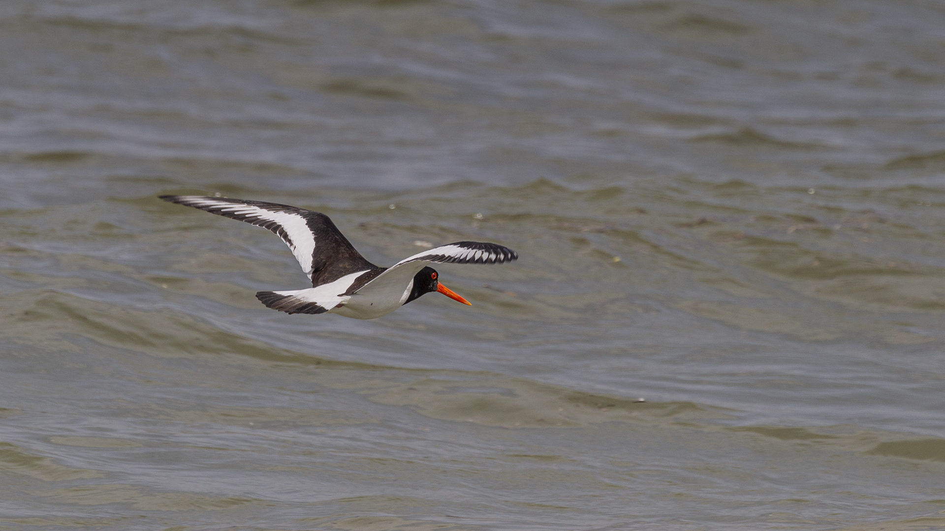 Eurasian Oystercatcher